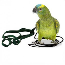 Parrot harness