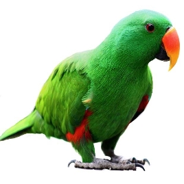 Middelgrote papegaaien